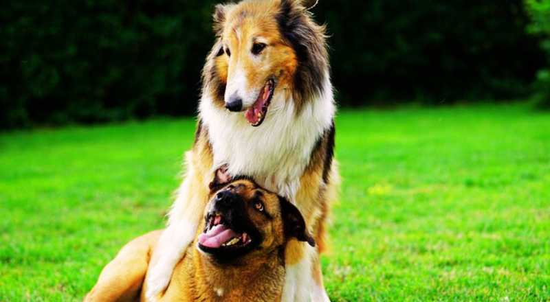 everything-you-need-to-know-about-dog-boarding